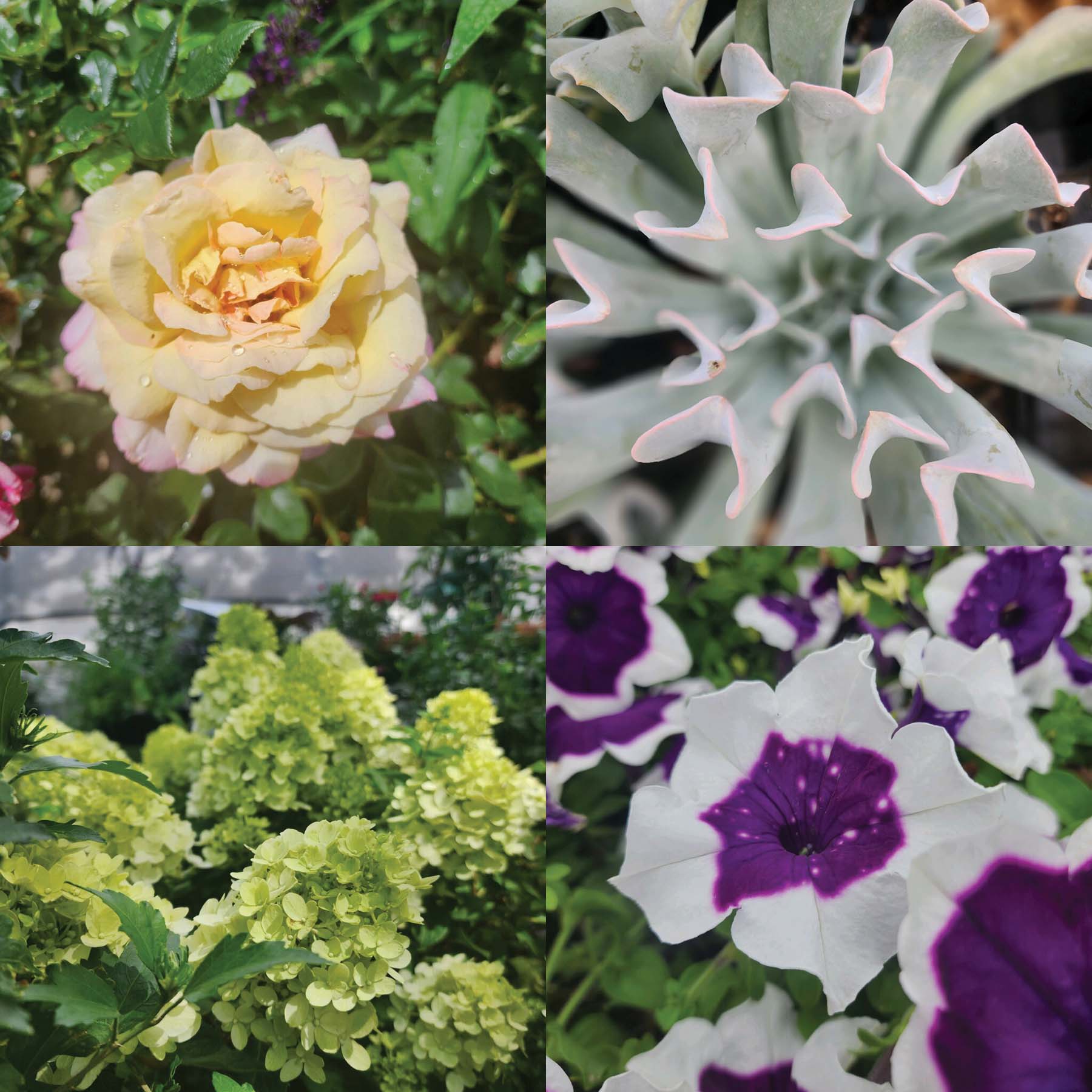 a collage of plants