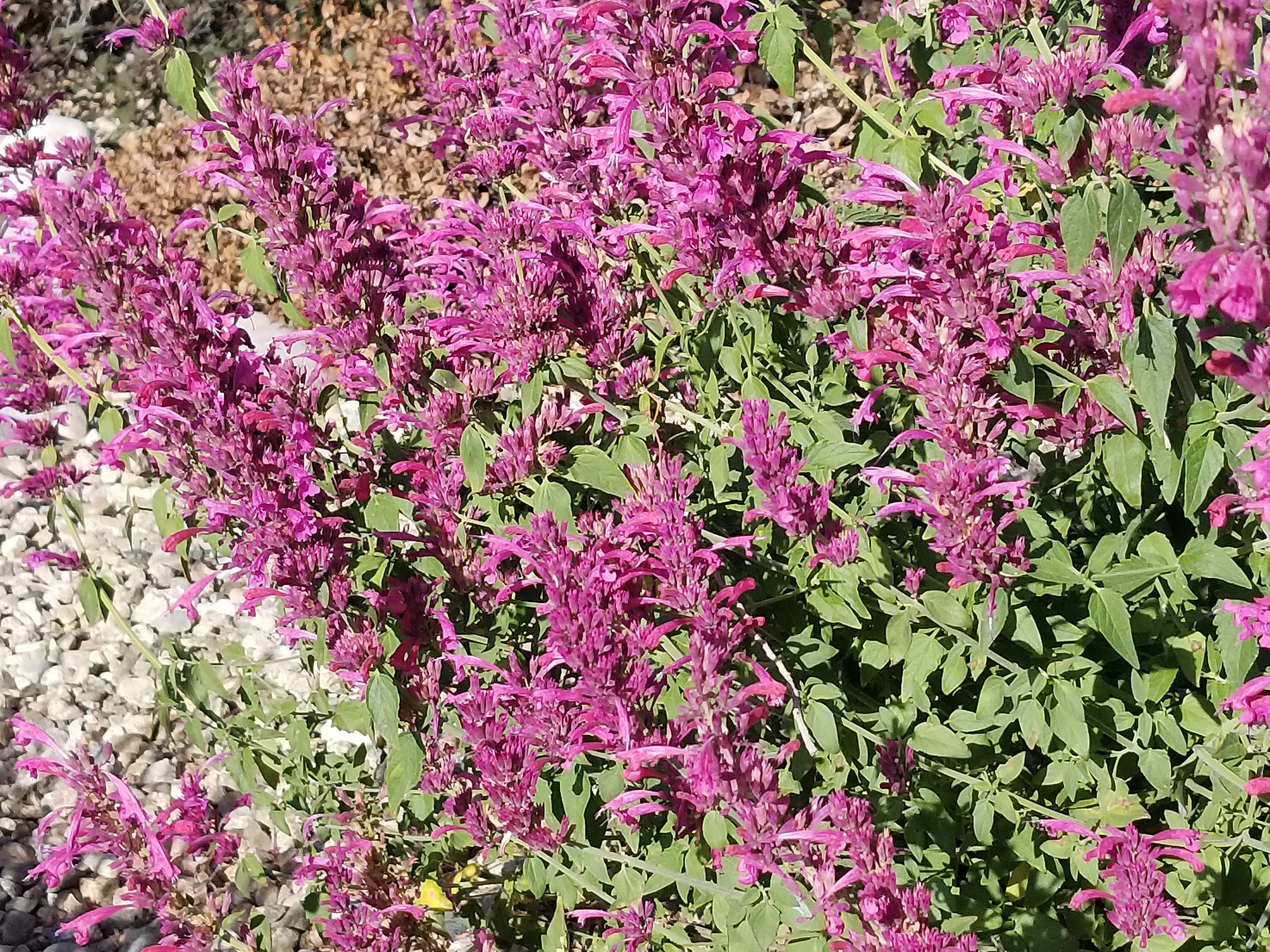 pink blooming hyssop