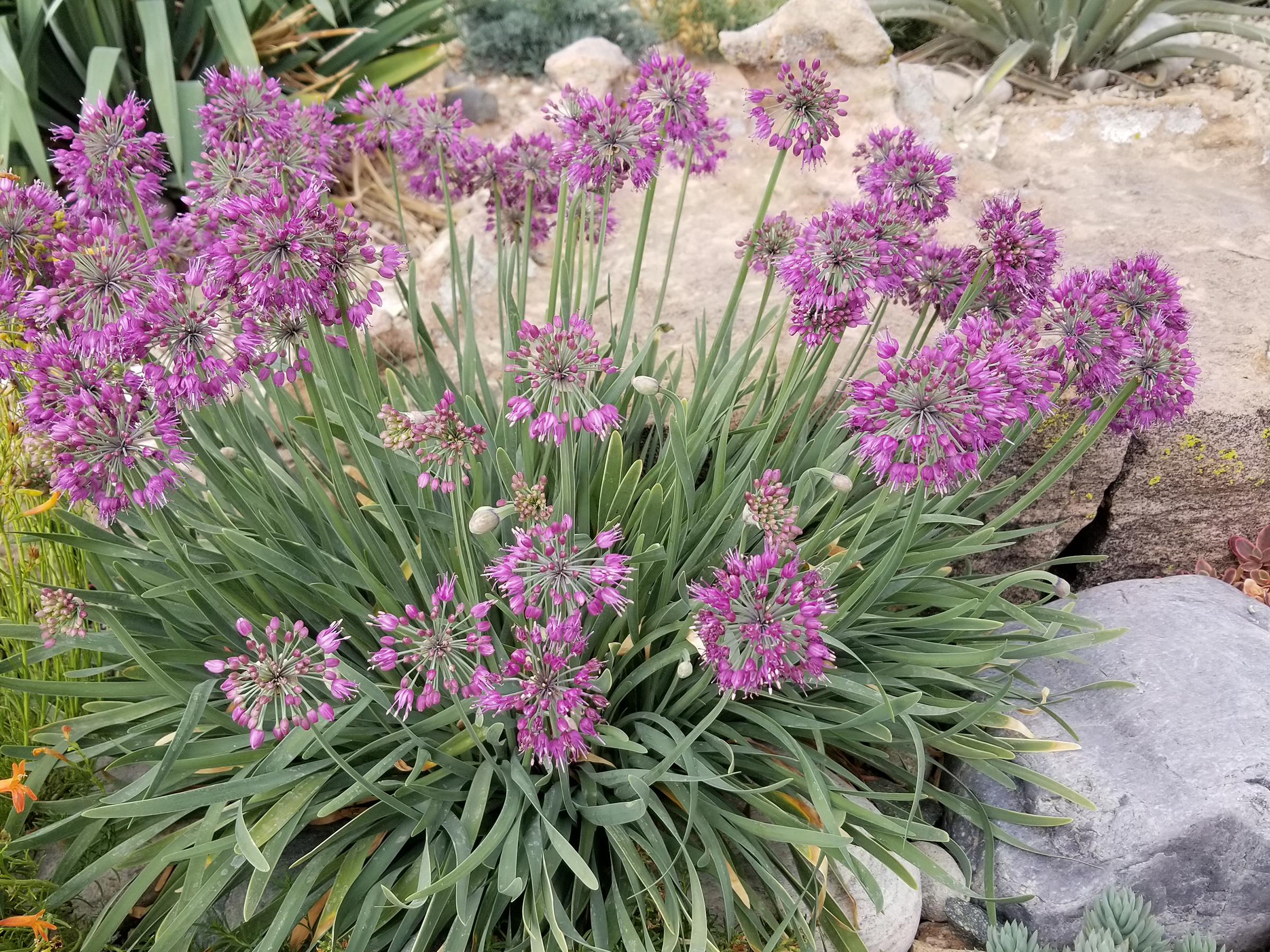 blooming alliums