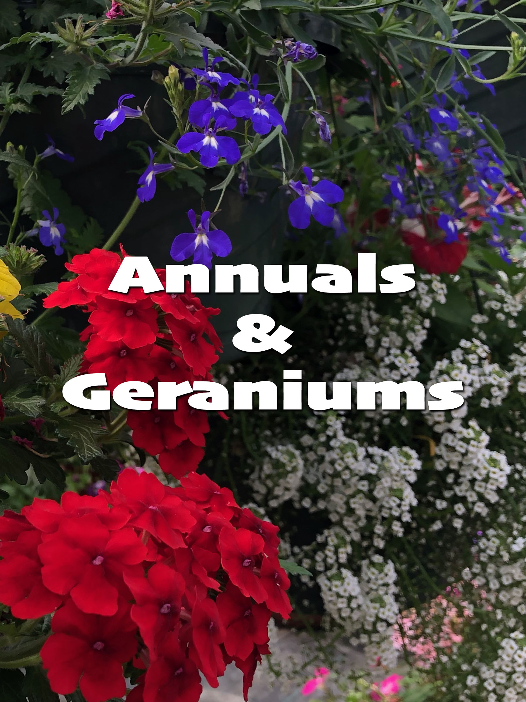 annuals and geraniums
