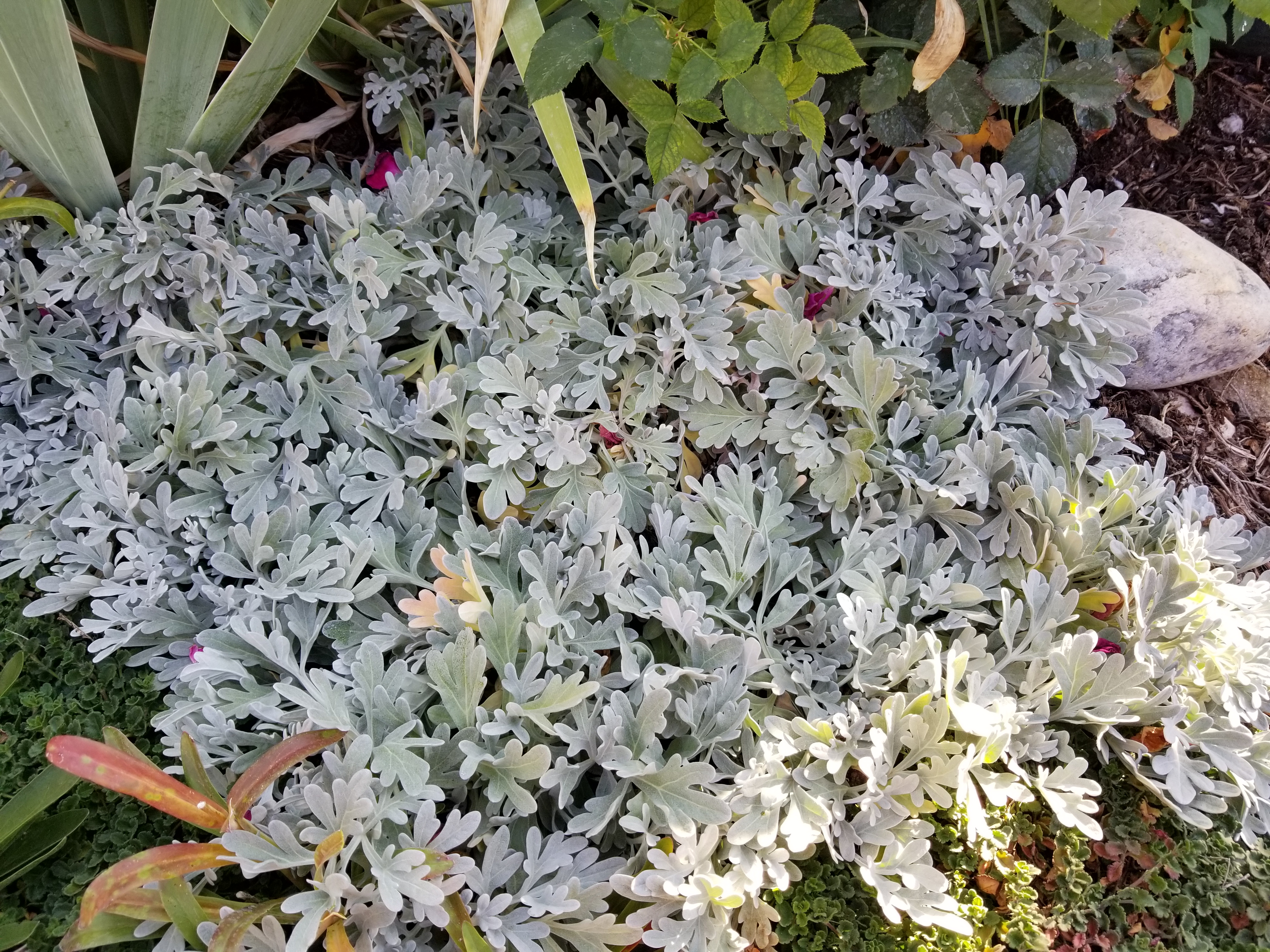 silver brocade artemisia