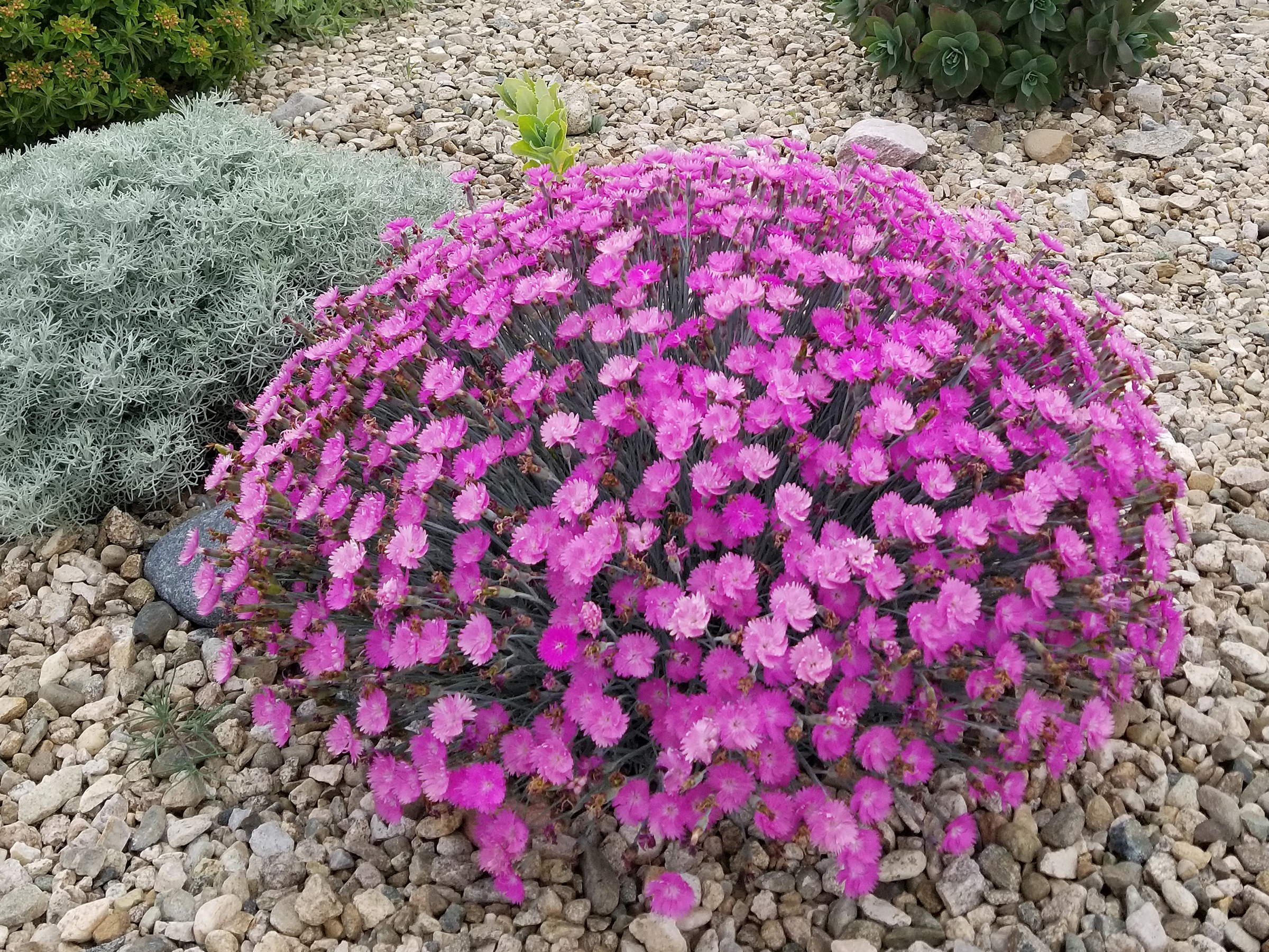 fire witch dianthus