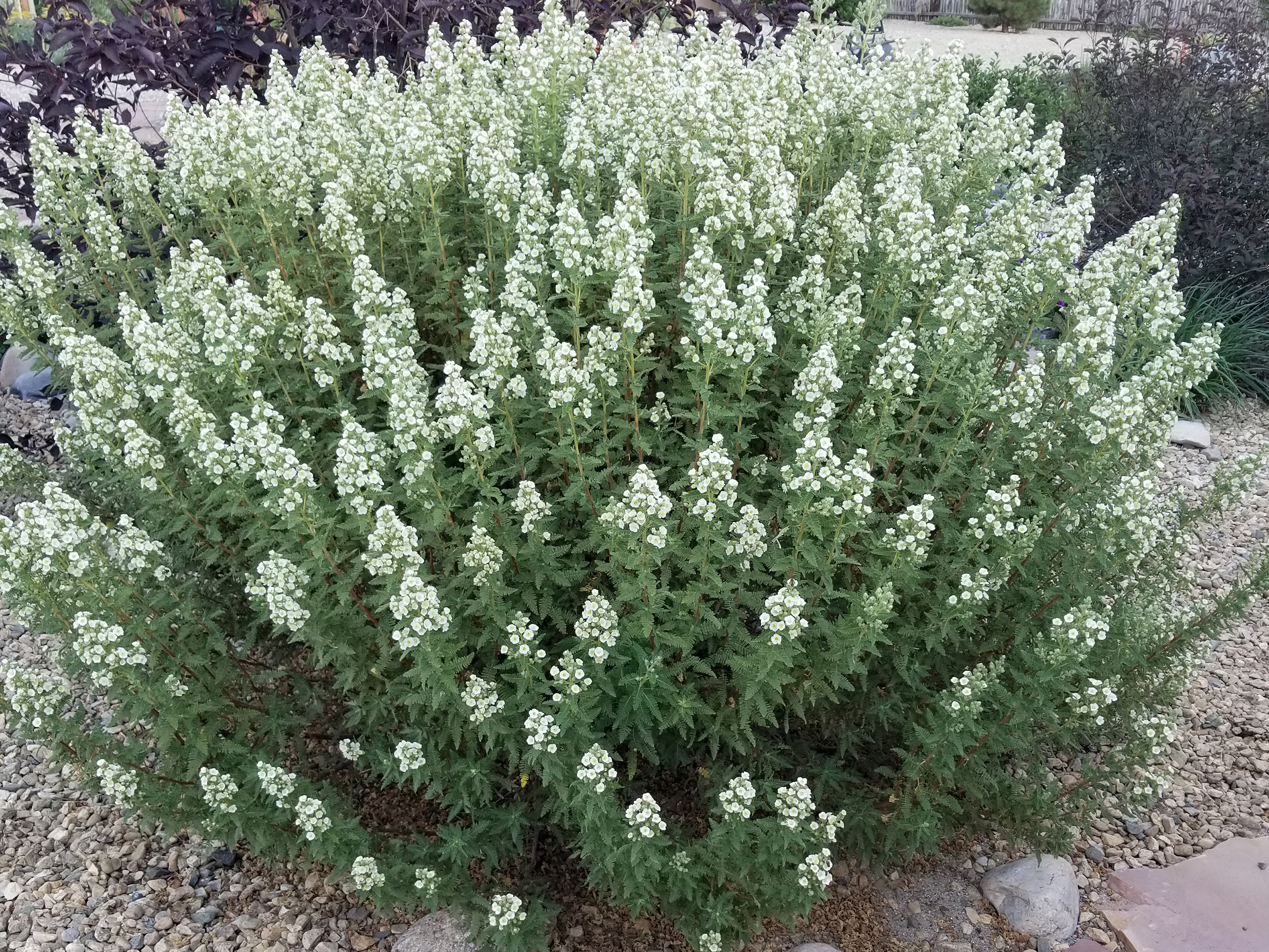 fernbush