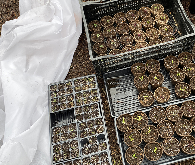 small seedlings in peat pots