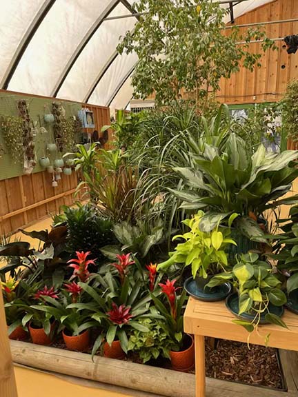 a display of houseplants