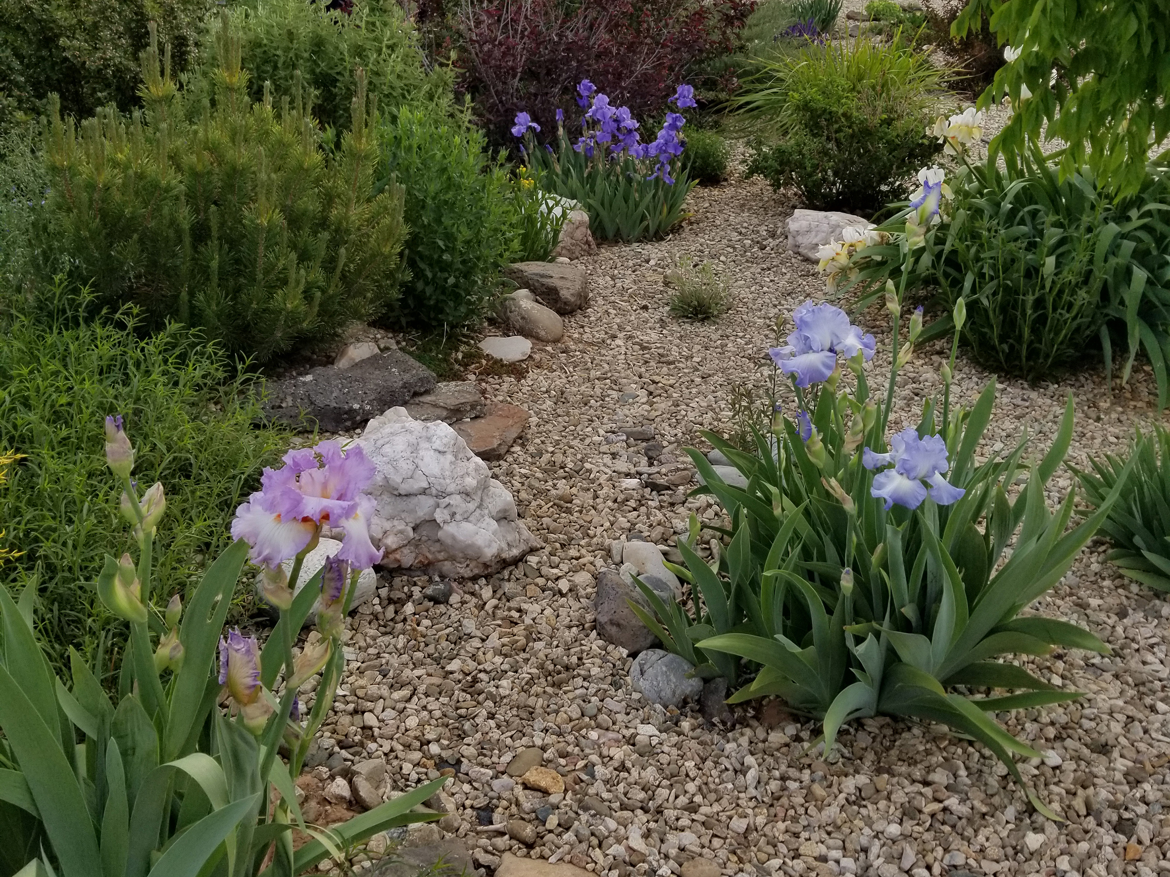 irises in bloom