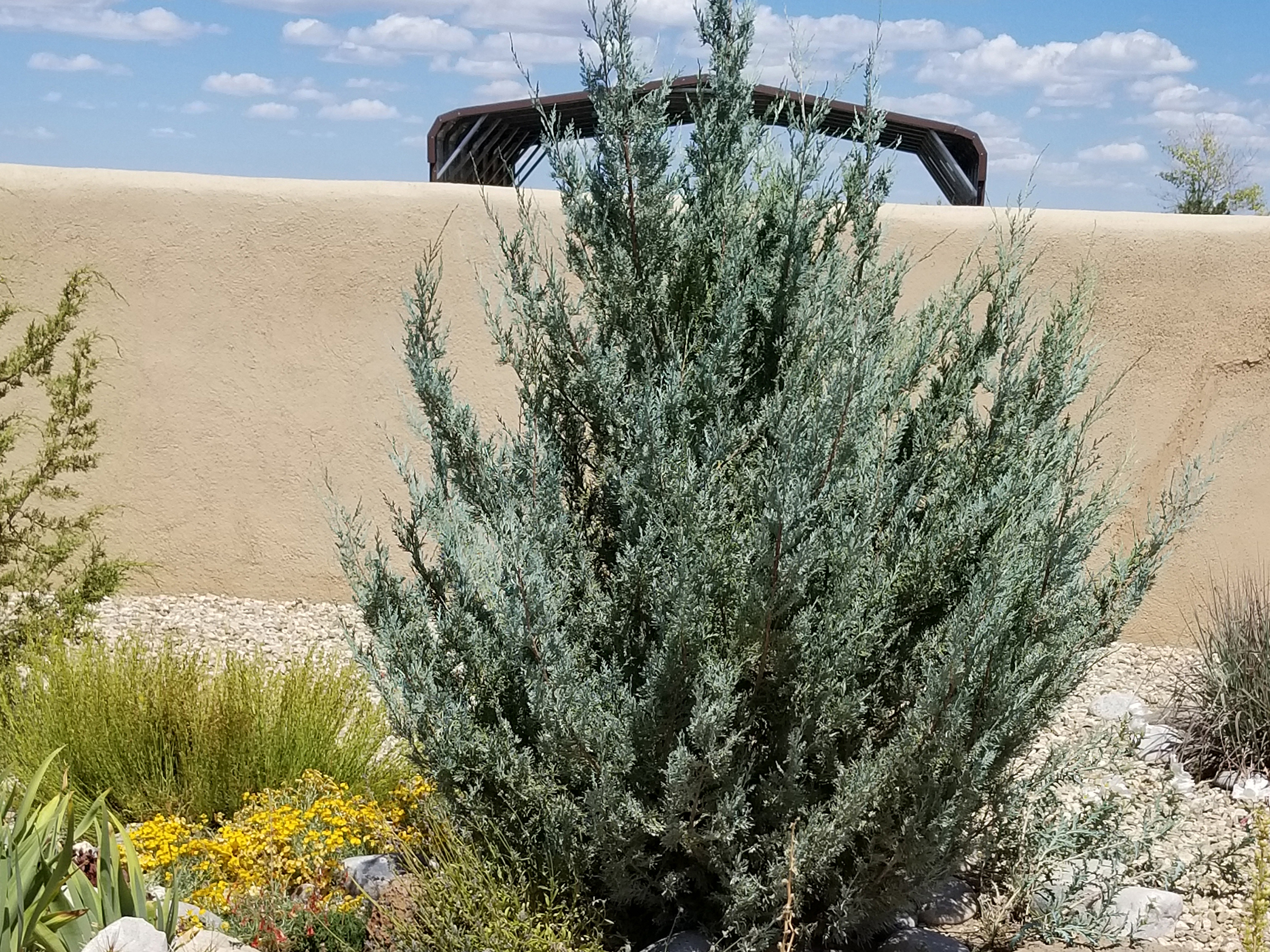 wichita blue juniper