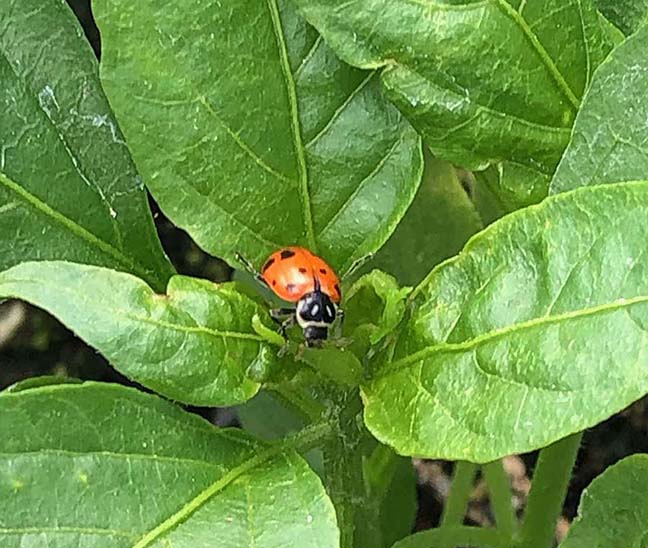 a ladybug on a leaf