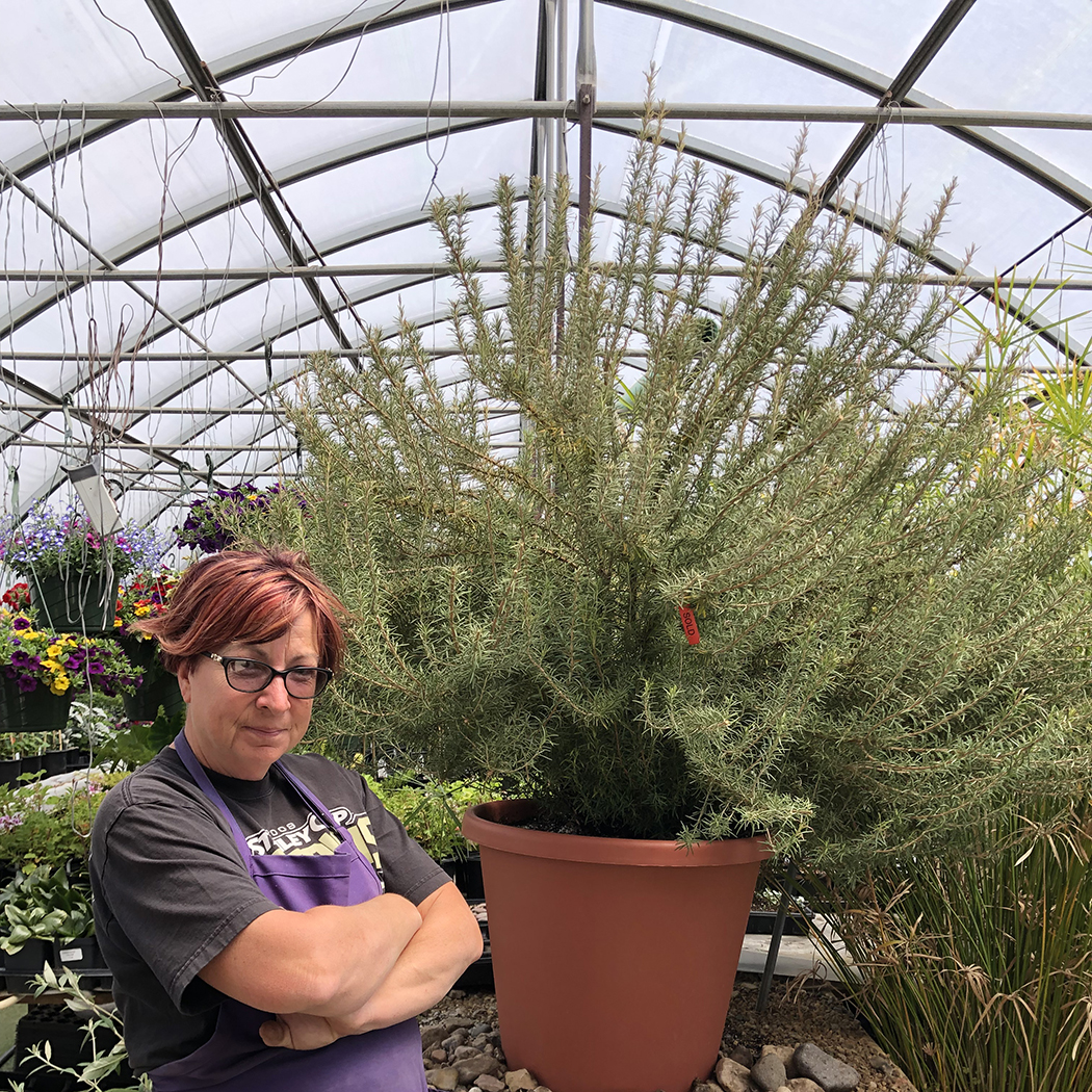 lori with rosemary plant