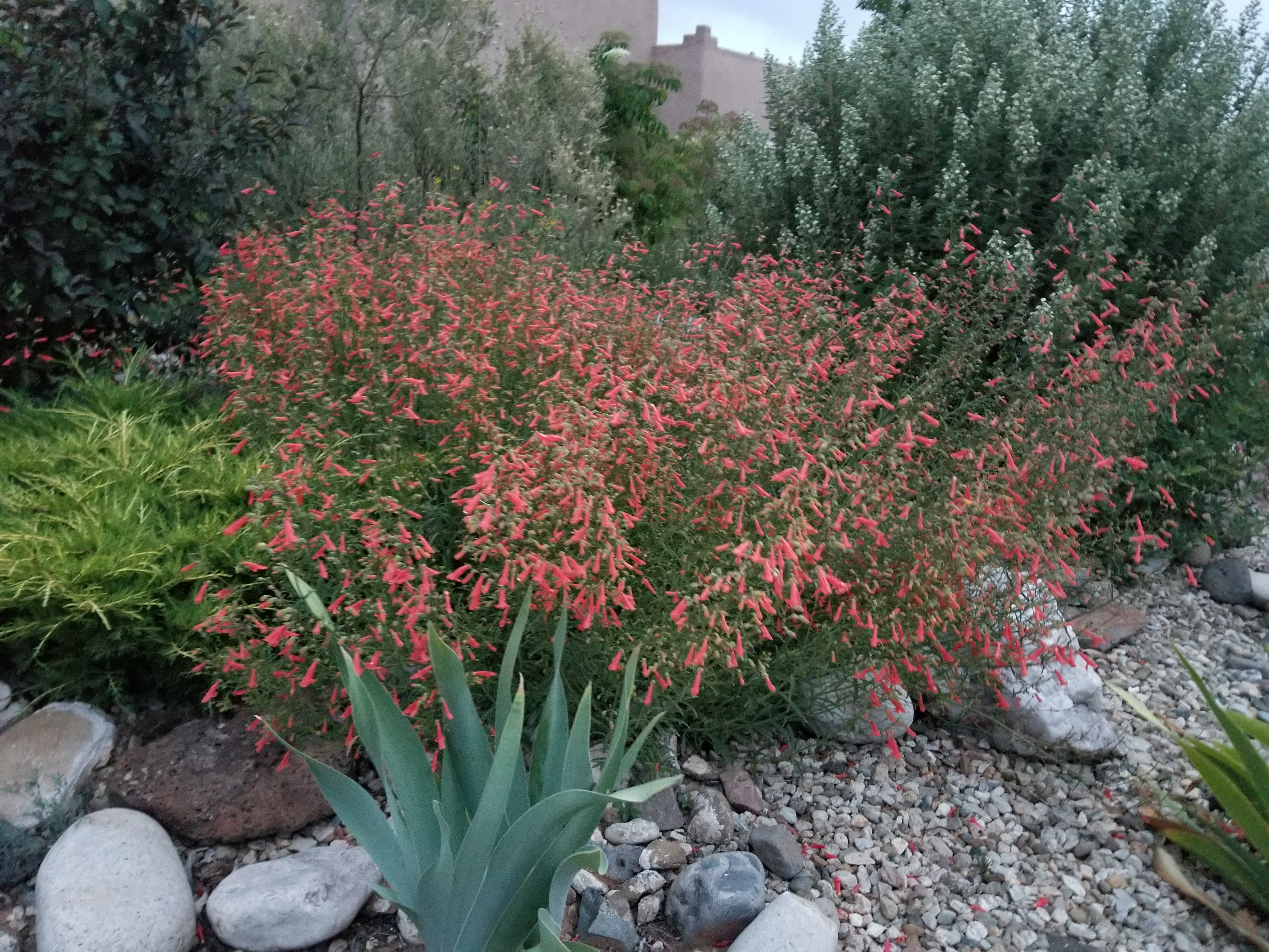 bridges penstemon