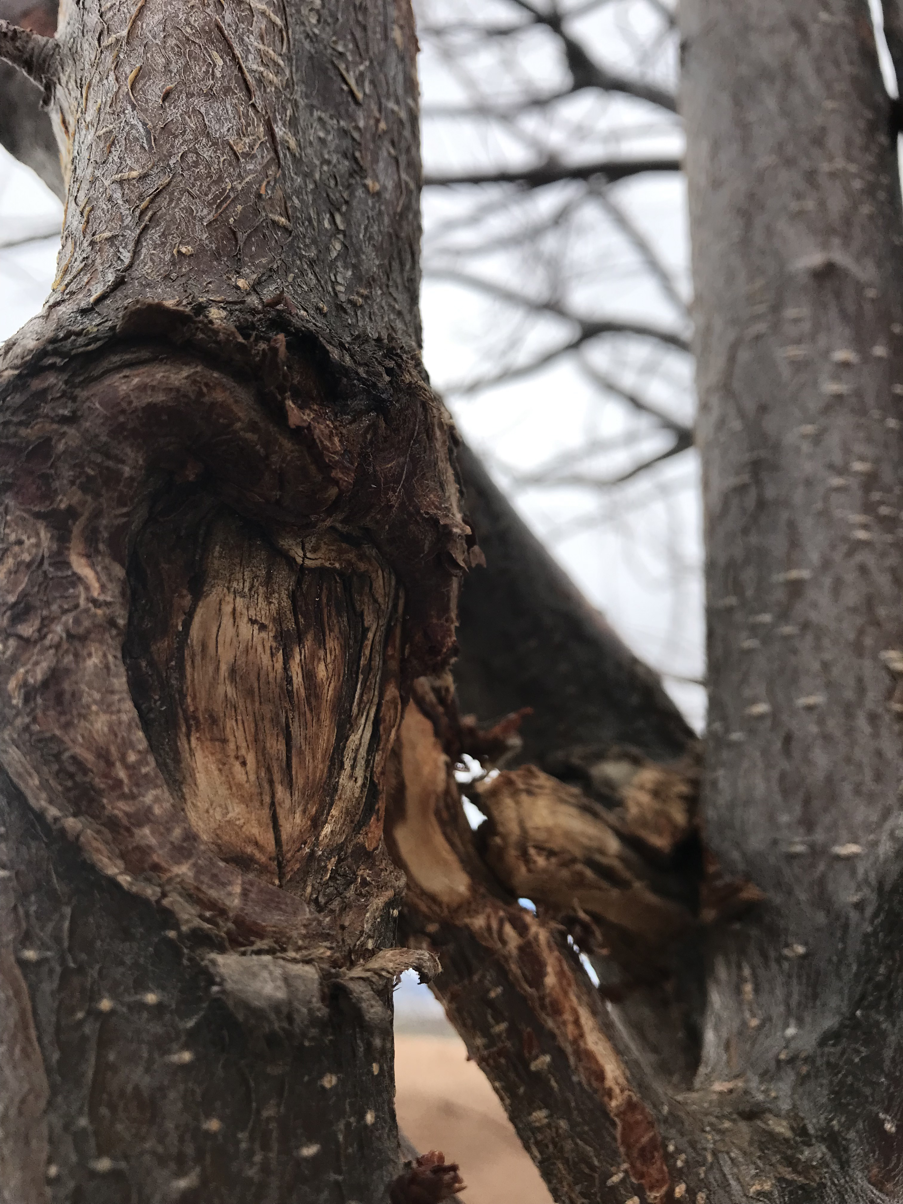 a tree trunk with tissue decay