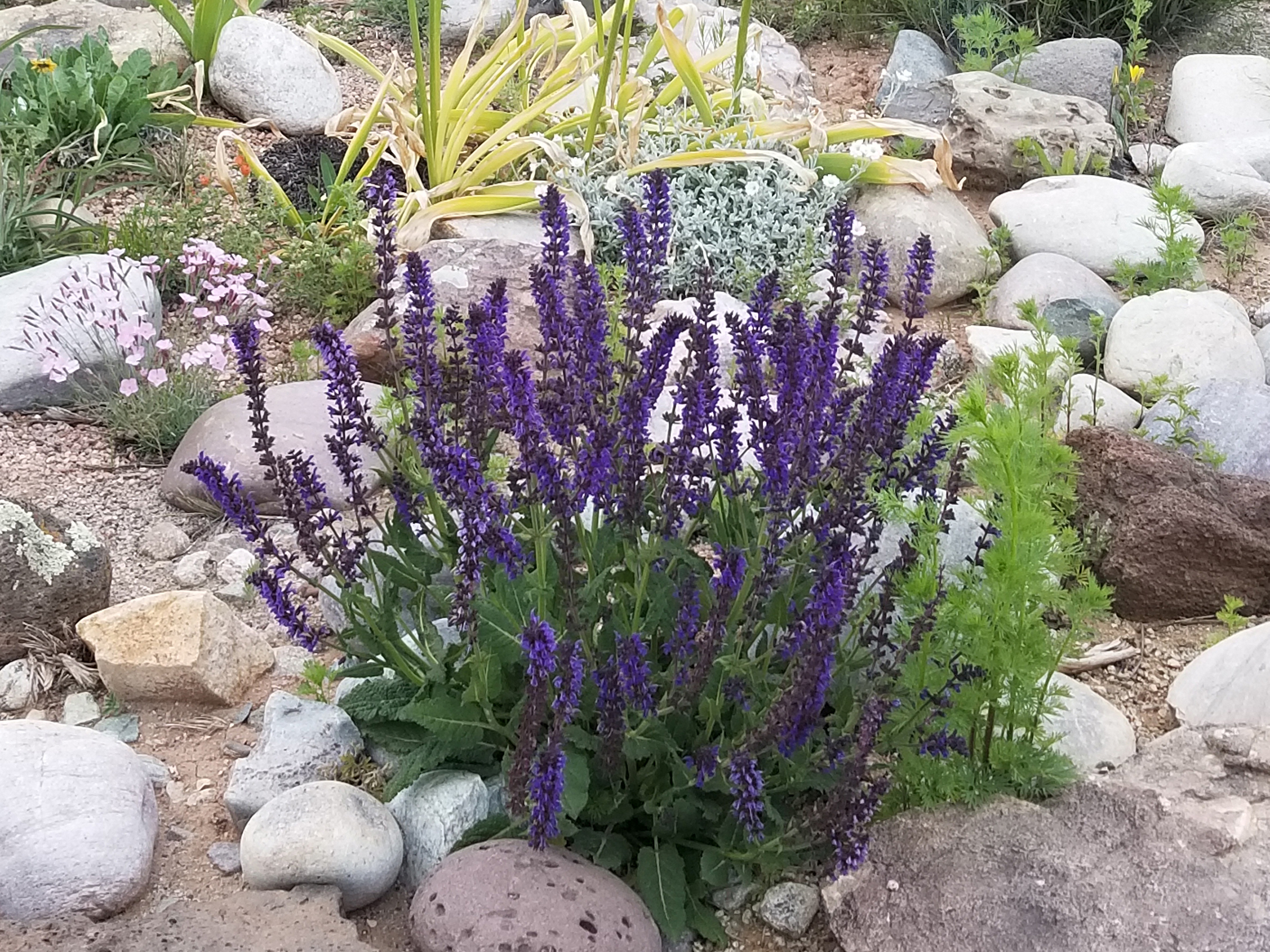 may night salvia