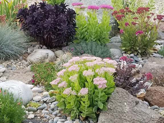 assorted sedum