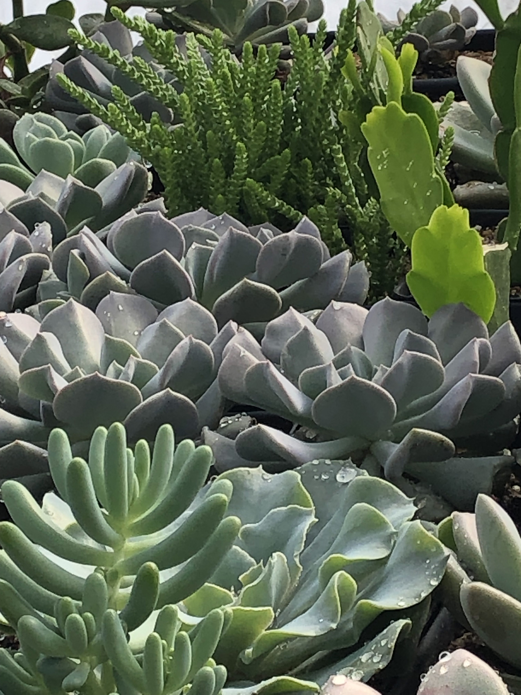 a closeup of succulents