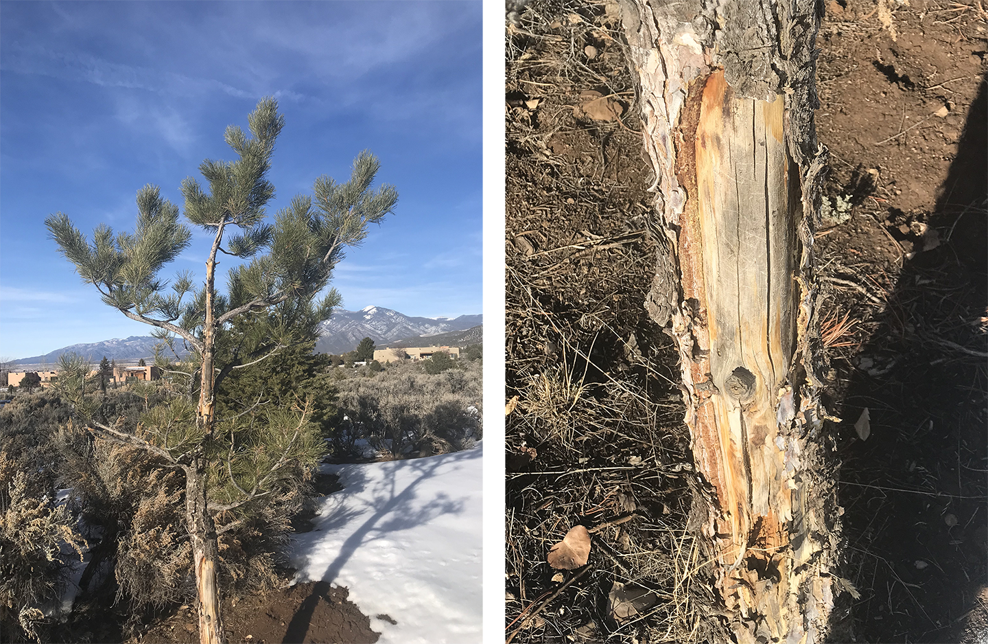 a tree trunk with tissue decay