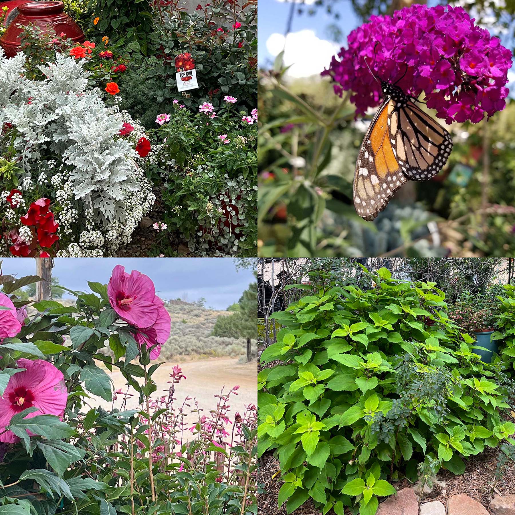 a collage of plants