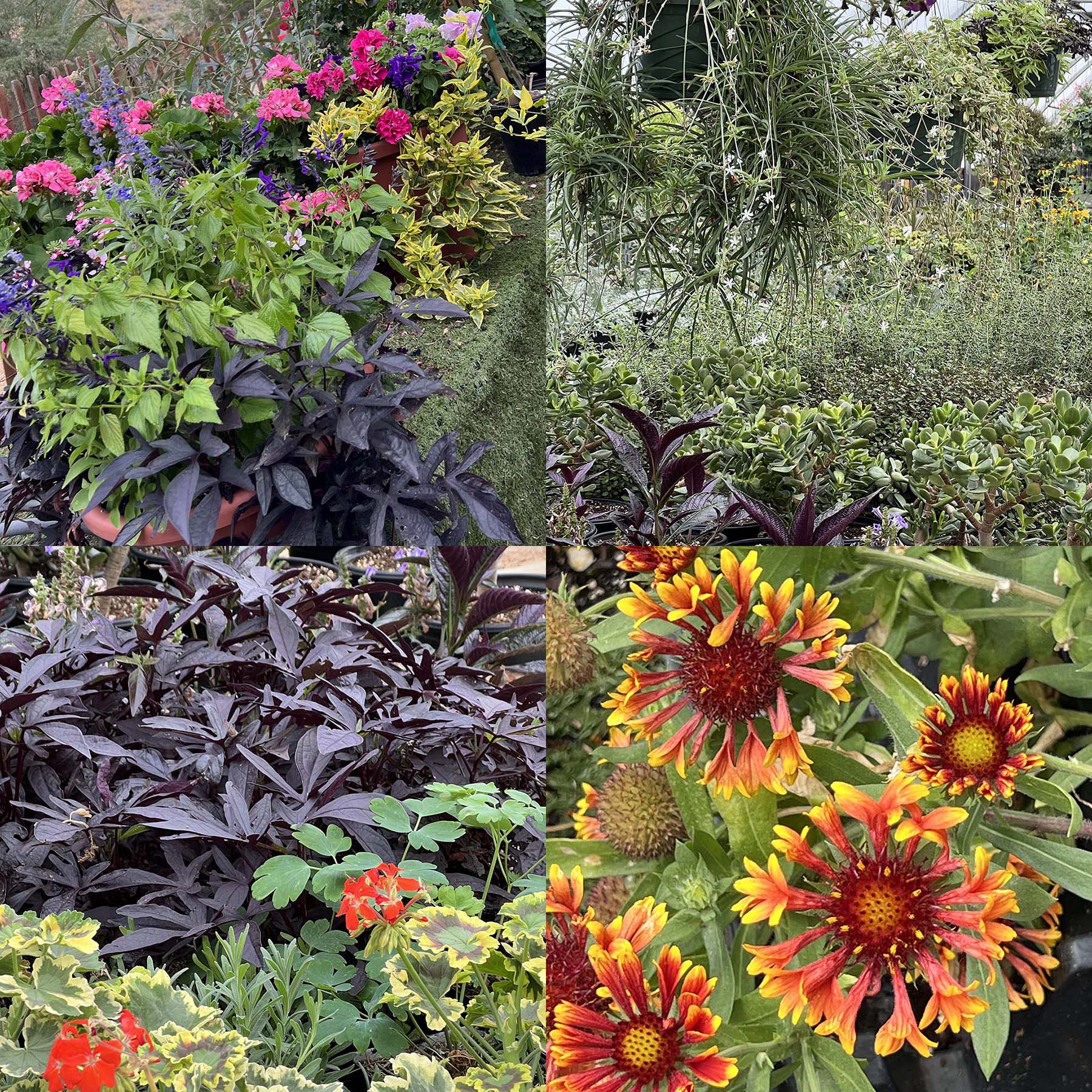 a collage of plants