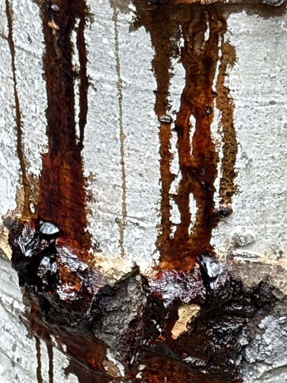 a branch stub with abnormal growth