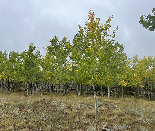 new trees in pots