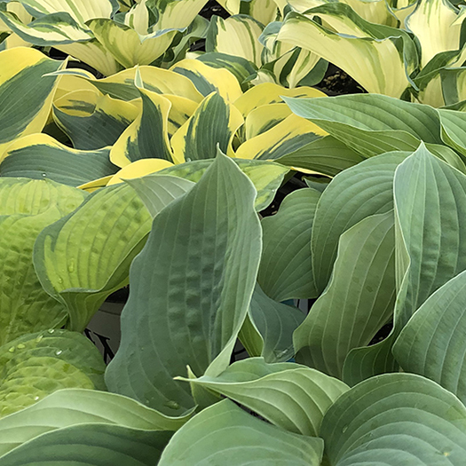 green garden plants